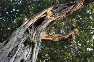 Tree Trunk Varanasi India