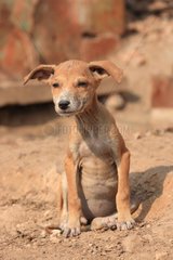 Puppy sitting on the ground Varanasi India