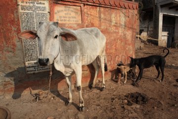 Cow and stray dogs in the city Varanasi India