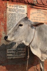 Portrait of a Cow in front panel Varanasi India