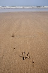 Starfish sinking into the sand Ganpatipule India