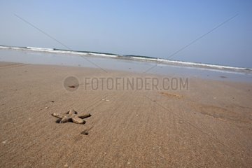 Starfish sinking into the sand Ganpatipule India