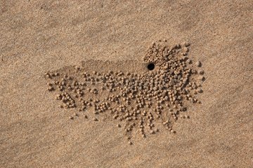 Droppings around a hole in the sand Ganpatipule India