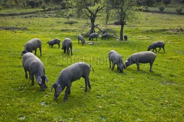 Outdoor breeding Iberian pigs Andalusia Spain