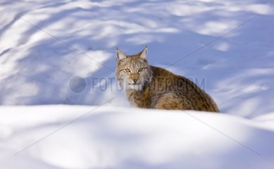 Lynx sitting in the snow Scandinavia