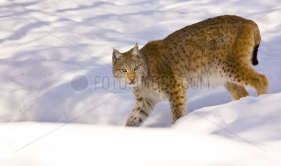 Lynx walking in the snow Scandinavia