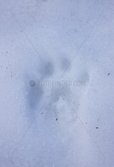 Footprint of lynx in the snow Scandinavia