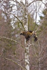 Wolverine in a tree Scandinavia