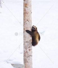 Wolverine climbing a tree Scandinavia