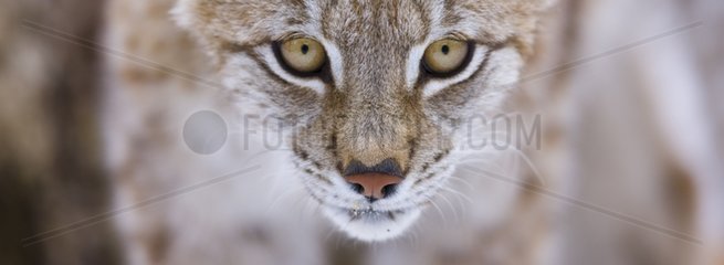 Portrait of lynx Scandinavia