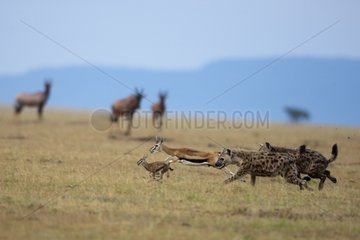 Spotted hyenas hunting thomson's gazelle Kenya