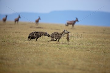 Spotted hyenas hunting thomson's gazelle Kenya