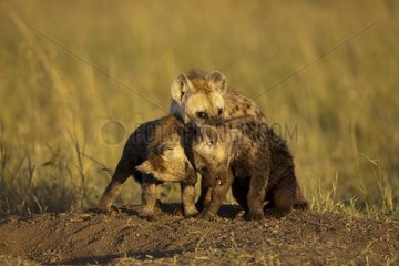 Young spotted hyenas playing RN Masai Mara Kenya