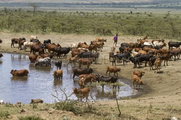 Masai cattle at a watering Masai Mara NR Kenya