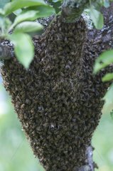 Swarm of bees on a tree trunk