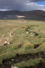 People resting Lake Tso Moriri Ladakh Himalayas India
