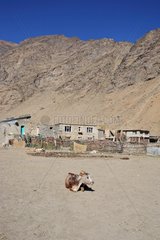 Cow lying to a village Ladakh Himalayas India