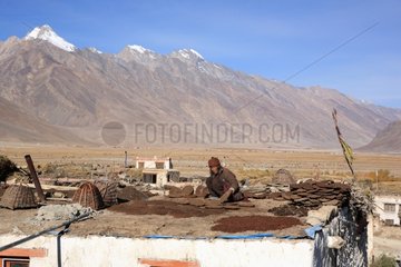 Dung drying on roof Zanskar Ladakh Himalayas India
