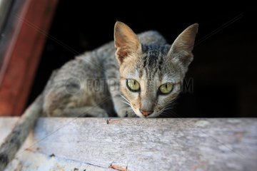 Cat sniffing an edge Bukittinggi Sumatra Indonesia