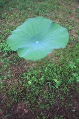 Sacred lotus leaf Lake Chini Terengganu Malaysia