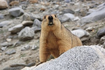 Himalayan Marmot on rock Ladakh Himalayas India