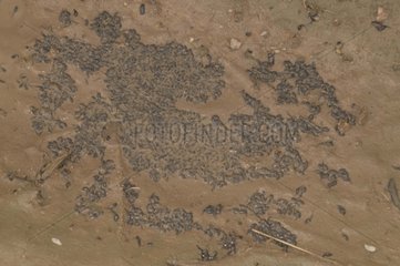 Couch Spadefoot tadpoles in drying waterhole Arizona USA