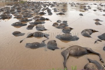 Carcasses of Wildebeest after crossing a river Masai Mara