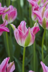 Tulipe viridiflora 'Florosa'