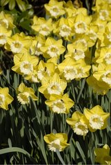 NARCISSUS 'PINEAPPLE PRINCE'