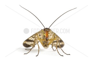 Common Scorpion Fly in studio
