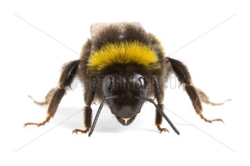 Buff-tailed Bumblebee in studio