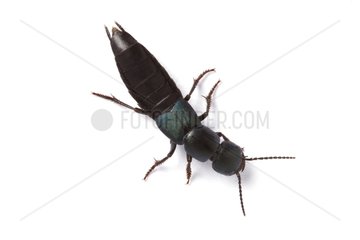 Beetle in studio