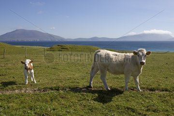 Cow and calf in the sea in Ireland