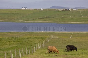 Cows on a pasturage Ireland