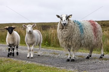 Sheep painted the colors of the Irish owner