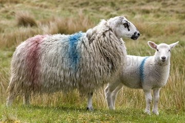 Sheep painted the colors of the Irish owner