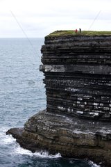 Colony of Black-legged Kittiwake on the cliffs in Ireland