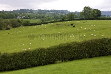Bocage with livestock grazing Ireland