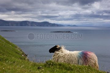 Sheep Scottish Blackface on Achill island in Irland