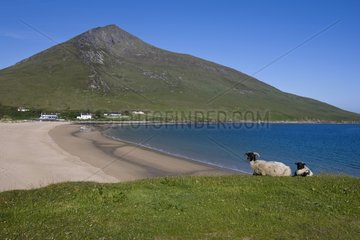 Sheeps Scottish Blackface on Achill island in Irland