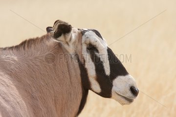 Gemsbok male who lost an eye and two horns in battle