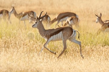 Springbok male trotting of herbs Kgalagadi South Africa