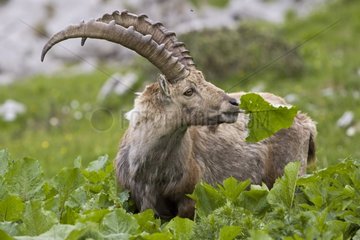 Young Ibex eating Switzerland