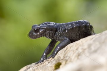 Alpine Salamander in the Bernese Alps in summer Switzerland