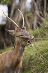 Brocket Red Deer yawning Swiss Alps