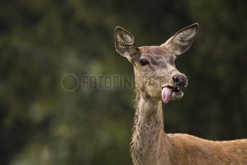 Female red deer tired after a chase Switzerland