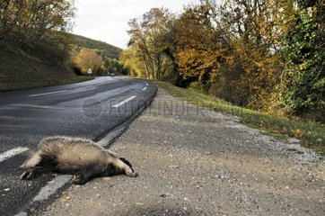 Eurasian Badger victim of an automobile Limousin France