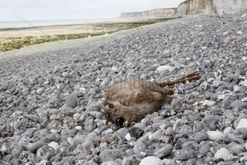 Roe deer carcass on the beach at Veules-les-Roses France