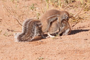 South African Ground Squirrels fighting over food Kgalagadi