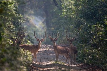 Group of Axis deers in Bardia NP Nepal